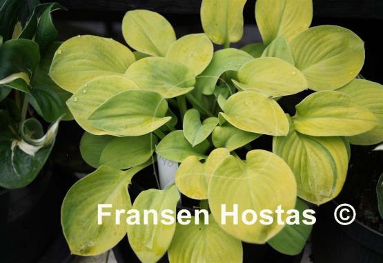 Hosta Giantland Mouse Cheese